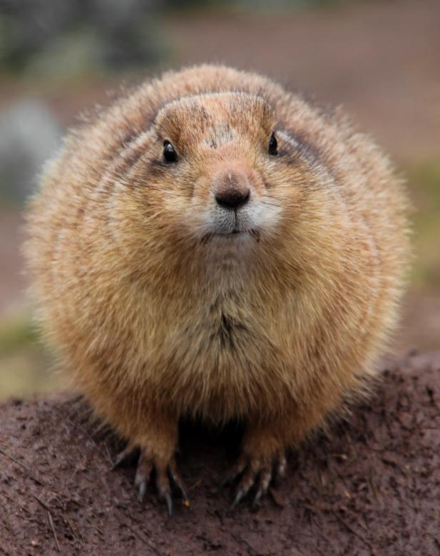 Free stock image of Wild Gopher created by Pixabay