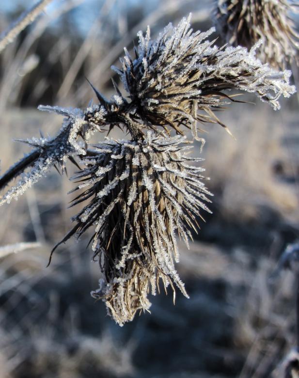 Free stock image of Frozen Hoarfrost created by Pixabay