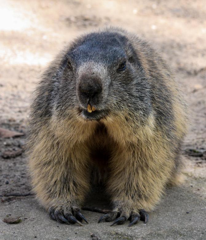Free stock image of Wild Marmot created by Pixabay