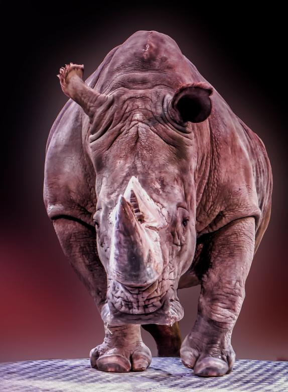 Free stock image of Wild Rhino created by Pixabay