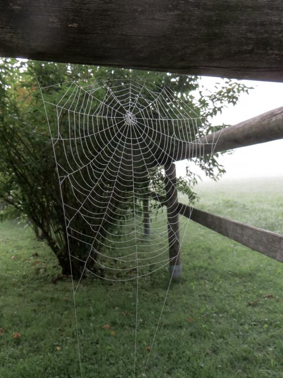 Free stock image of Spider Web created by Pixabay
