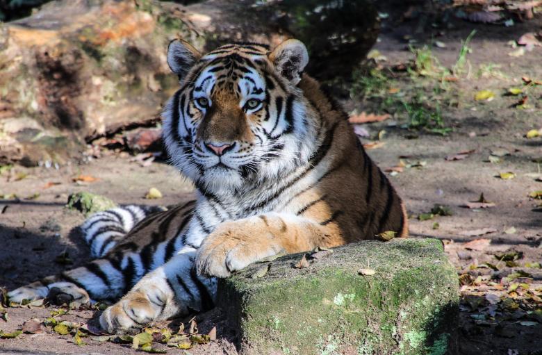 Free stock image of Bengal Tiger created by Pixabay