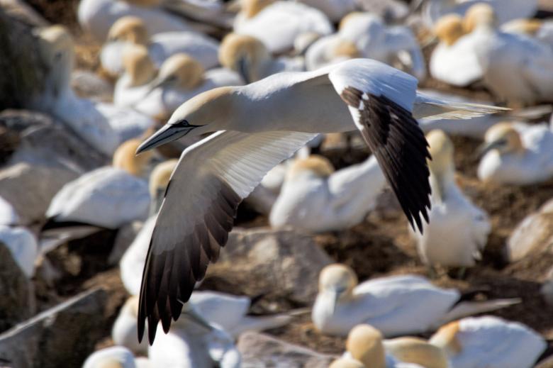 Free stock image of Gannet created by Geoffrey Whiteway