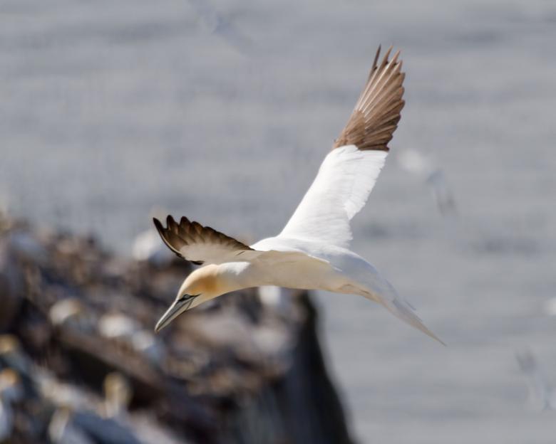Free stock image of Gannet created by Geoffrey Whiteway