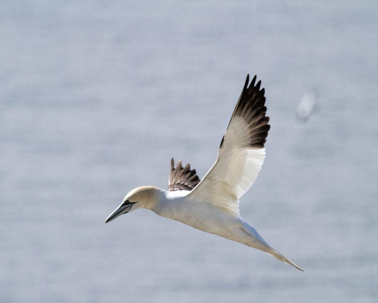 Free stock image of Gannet created by Geoffrey Whiteway