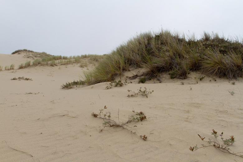 Free stock image of Sand Dunes created by Geoffrey Whiteway