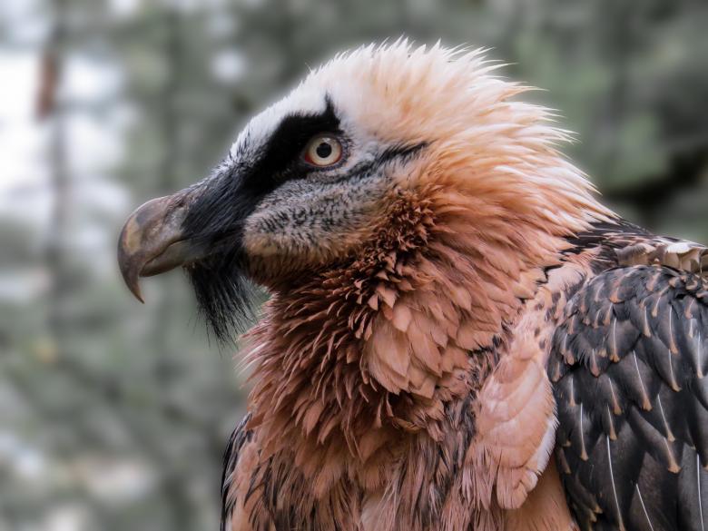 Free stock image of Bearded Vulture created by Pixabay