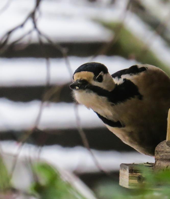 Free stock image of Wild Bird created by Pixabay