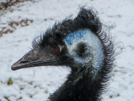 Bald Bird - Free Stock Photo