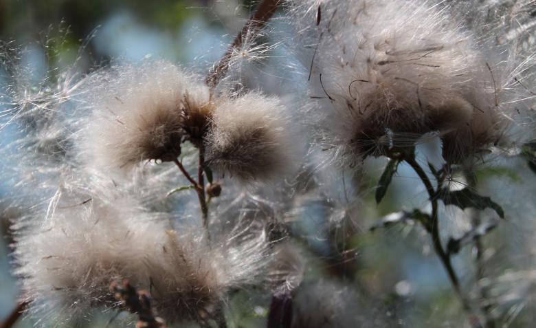Free stock image of Cotton Grass created by Pixabay
