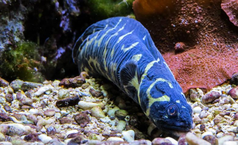 Free stock image of Eel in the Ocean created by Pixabay