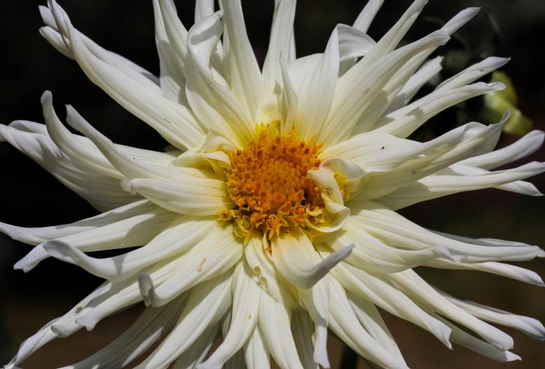 Free stock image of Fresh Flowers created by Pixabay