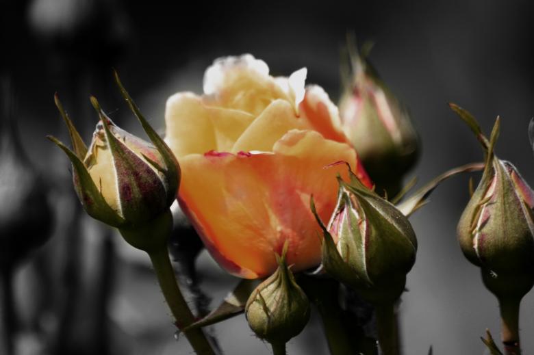 Free stock image of Fresh Flowers created by Pixabay