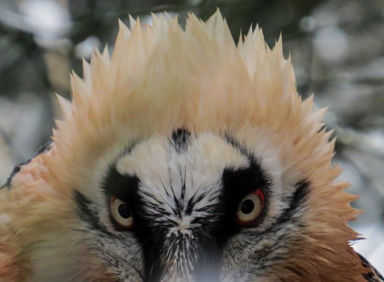 Free stock image of Wild Harpie created by Pixabay