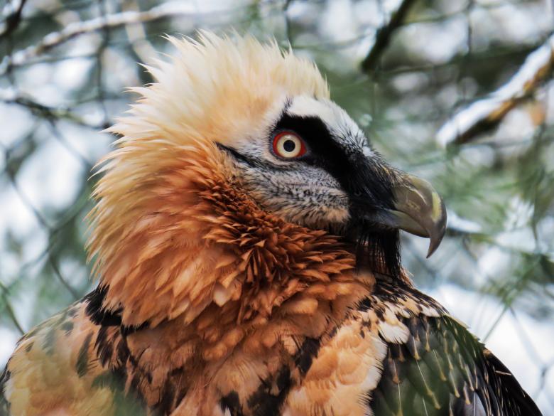 Free stock image of Wild Harpie created by Pixabay