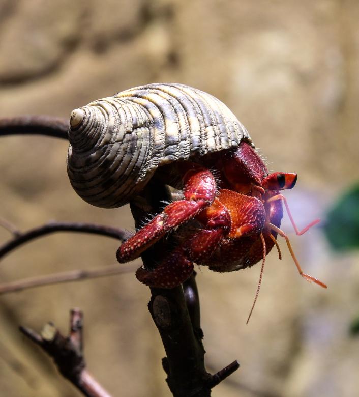 Free stock image of Hermit Crab created by Pixabay