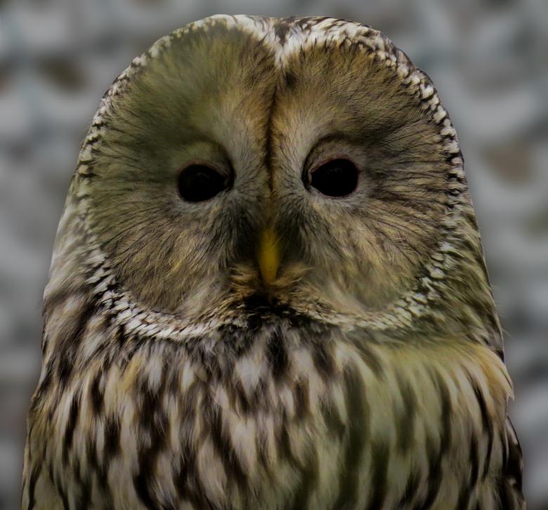 Free stock image of Barn Owl created by Pixabay