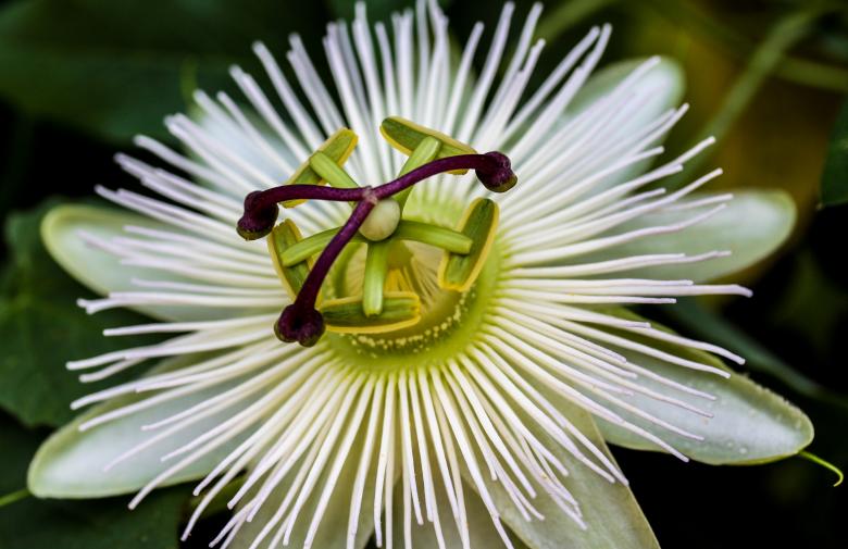 Free stock image of Passion Flower created by Pixabay