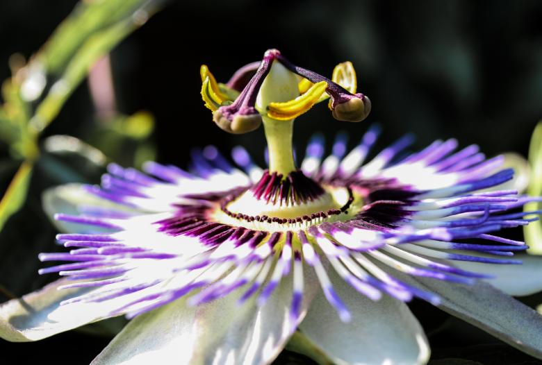 Free stock image of Passion Flower created by Pixabay