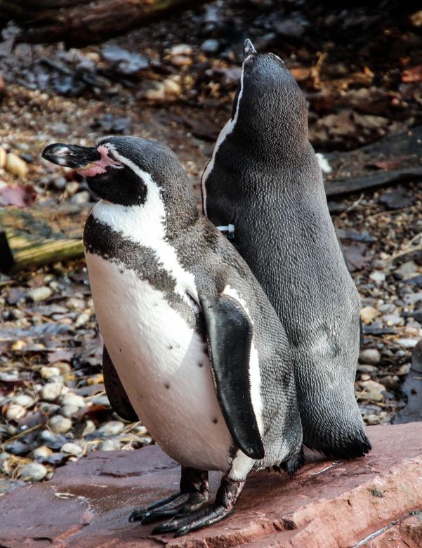 Free stock image of Penguin Couple created by Pixabay