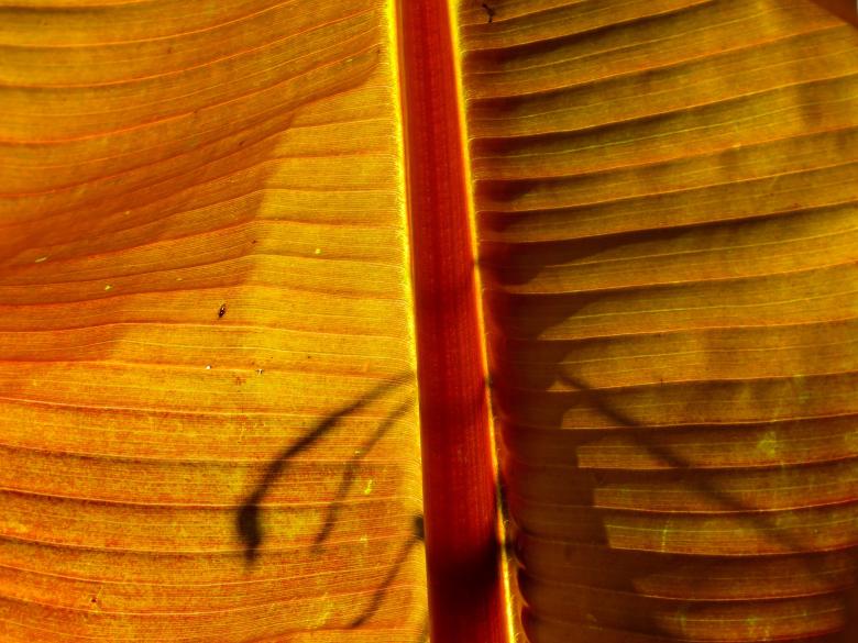 Free stock image of Plant Texture created by Pixabay