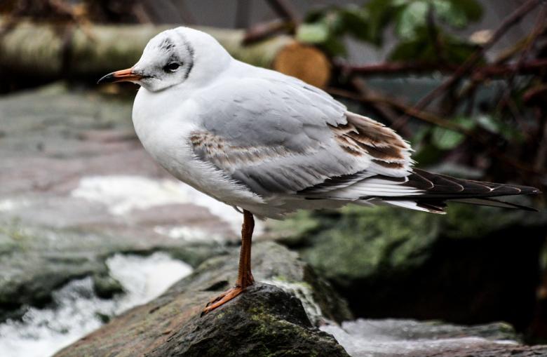 Free stock image of Seagull Waiting created by Pixabay