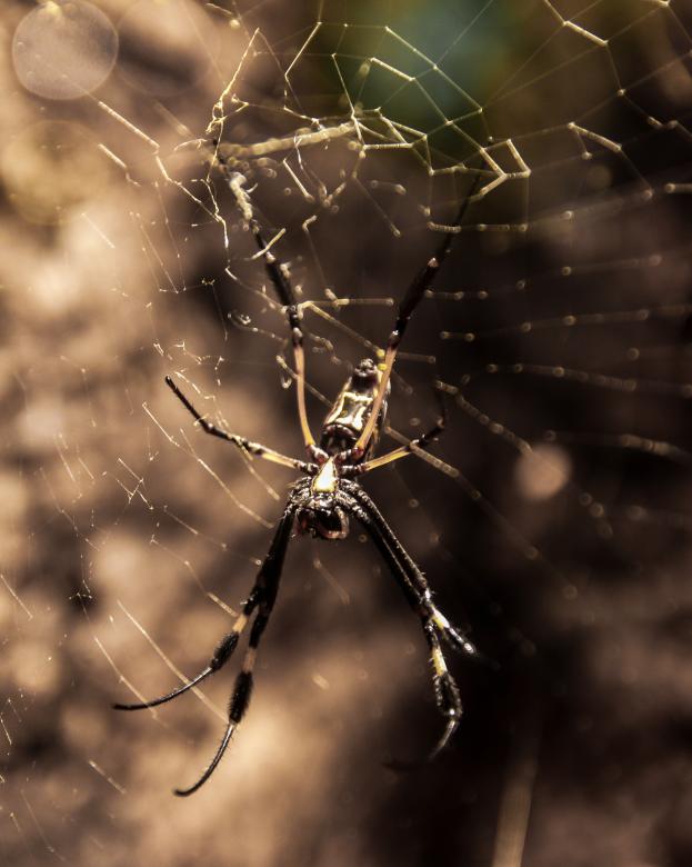 Free stock image of Wild Spider created by Pixabay