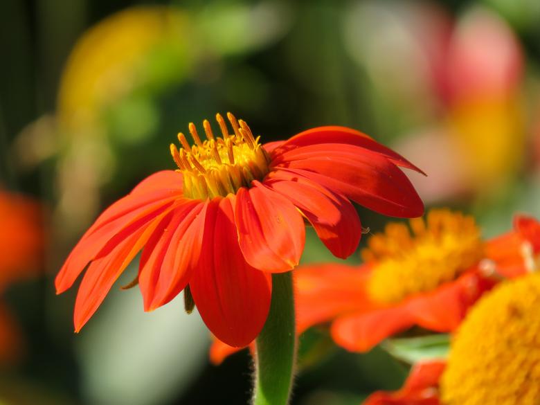 Free stock image of Fresh Flowers created by Pixabay