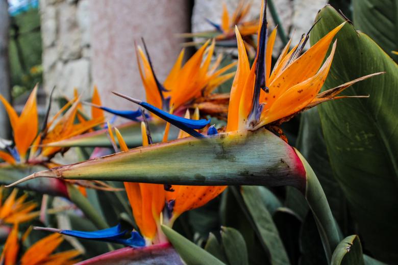 Free stock image of Thorny Plant created by Pixabay
