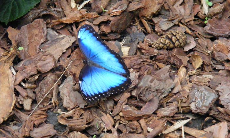 Free stock image of Blue Butterfly created by Kala Manó