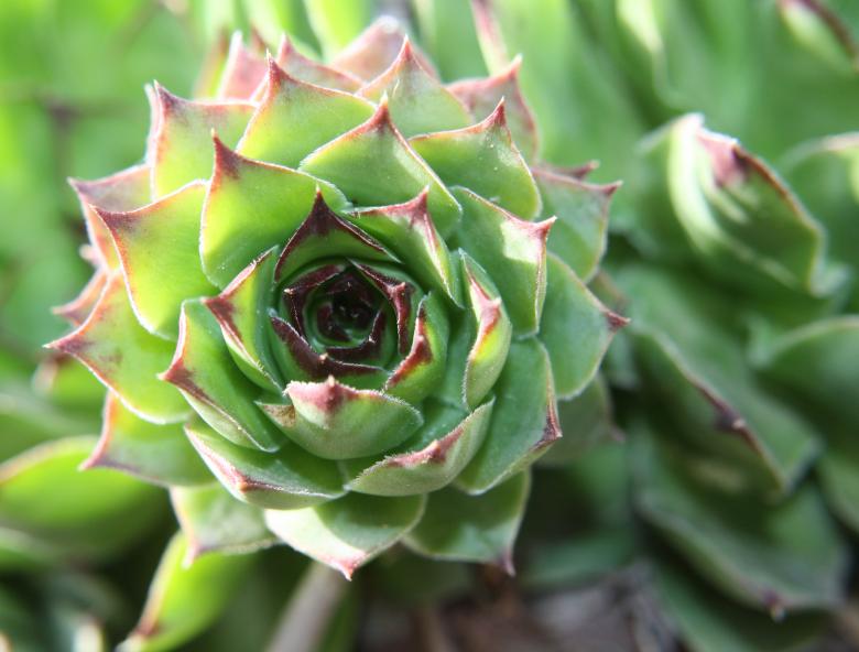 Free stock image of Stonecrop created by Kala Manó