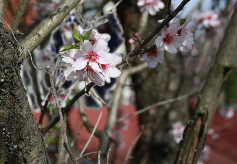 Free stock image of Almond Blossom created by Kala Manó
