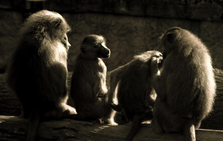 Free stock image of Group of Apes created by Pixabay