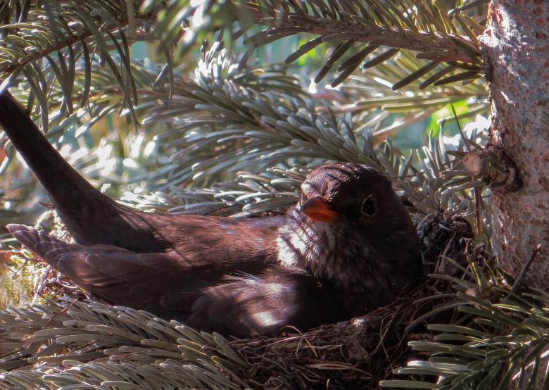 Free stock image of Blackbird Nest created by Pixabay