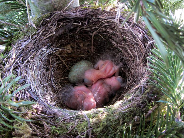 Free stock image of Blackbird Nest created by Pixabay