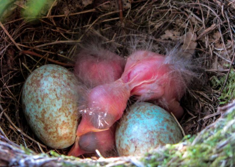 Free stock image of Blackbird Nest created by Pixabay