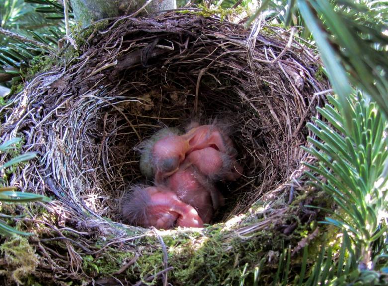 Free stock image of Blackbird Nest created by Pixabay