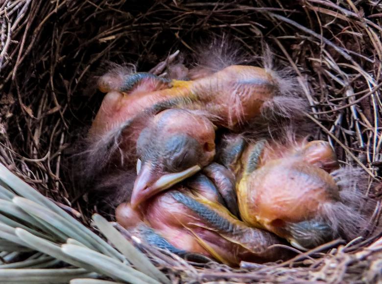Free stock image of Blackbird Nest created by Pixabay
