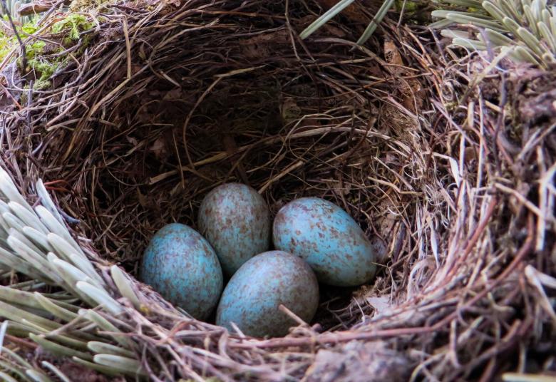 Free stock image of Blackbird Eggs created by Pixabay
