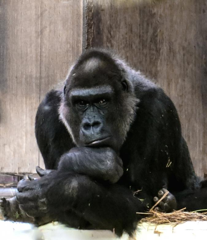 Free stock image of Wild Gorilla created by Pixabay