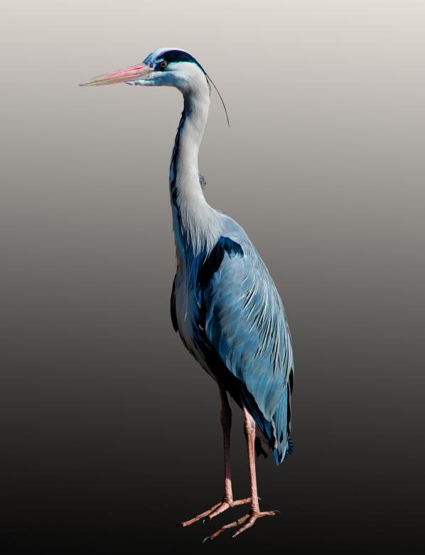 Free stock image of Blue Heron created by Pixabay