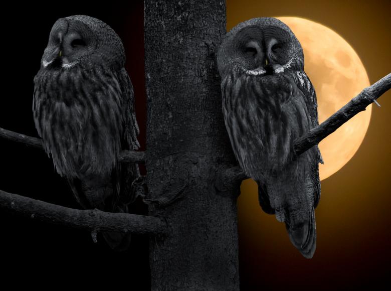 Free stock image of Owls on the Tree created by Pixabay