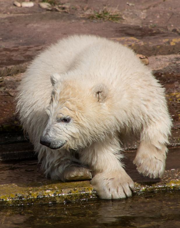 Free stock image of Polar Bear created by Pixabay