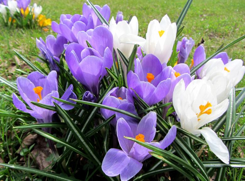 Free stock image of Blooming Flowers created by Pixabay