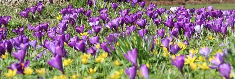 Free stock image of Blooming Flowers created by Pixabay