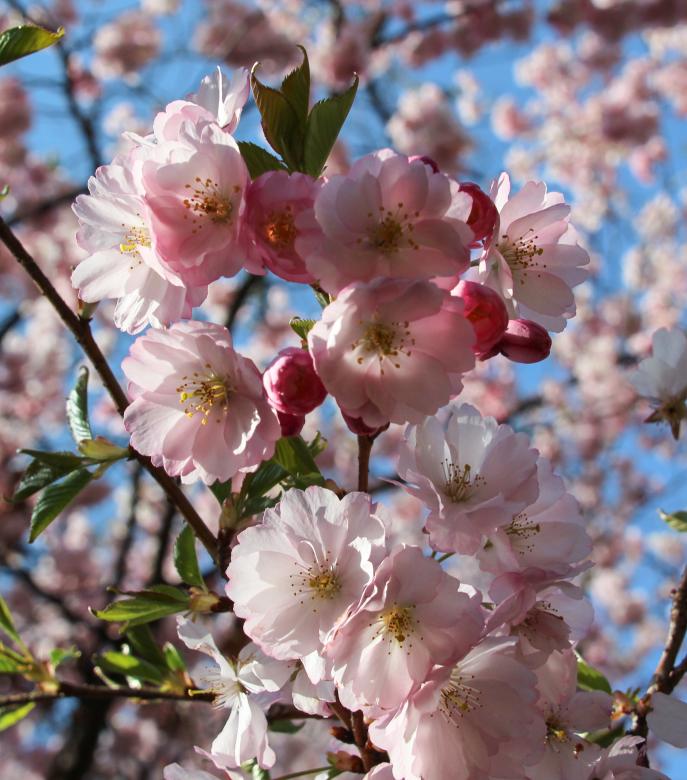 Free stock image of Blooming Flowers created by Pixabay