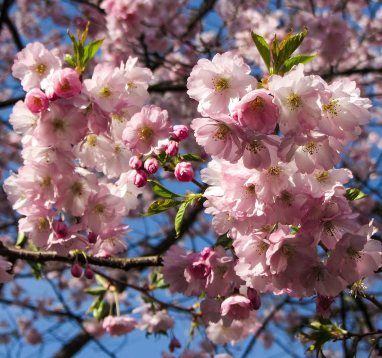 Free stock image of Blooming Flowers created by Pixabay