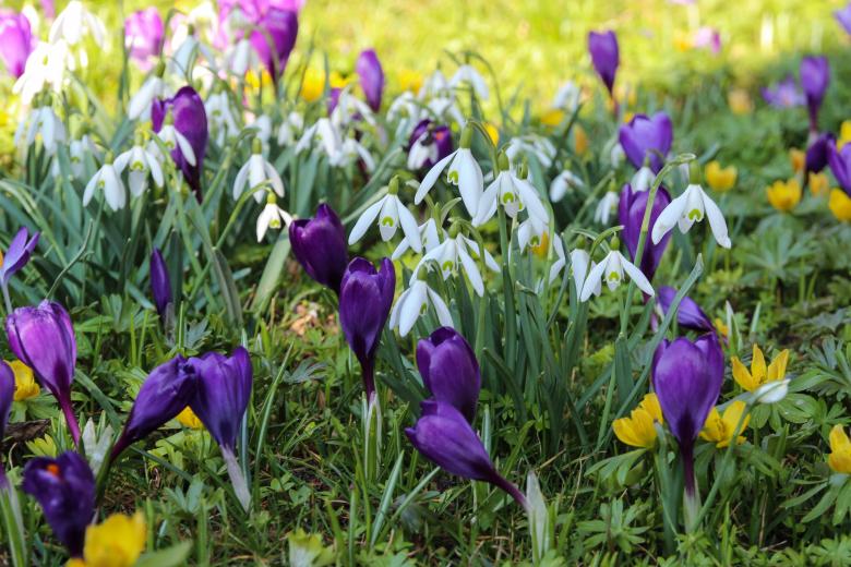 Free stock image of Blooming Flowers created by Pixabay