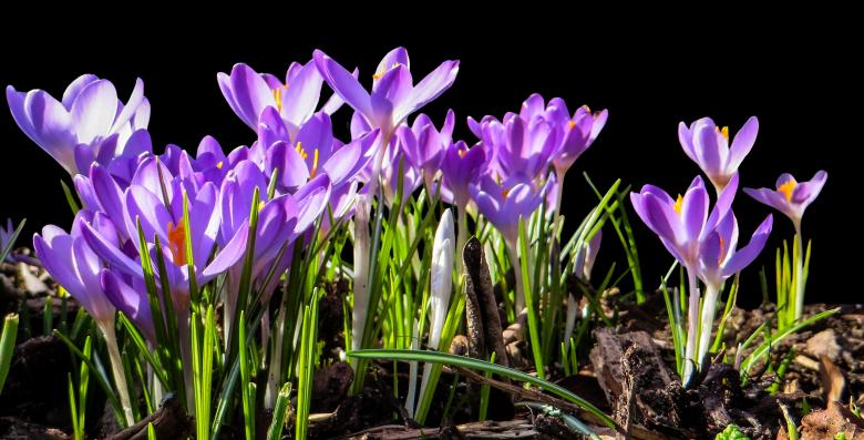 Free stock image of Blooming Flowers created by Pixabay