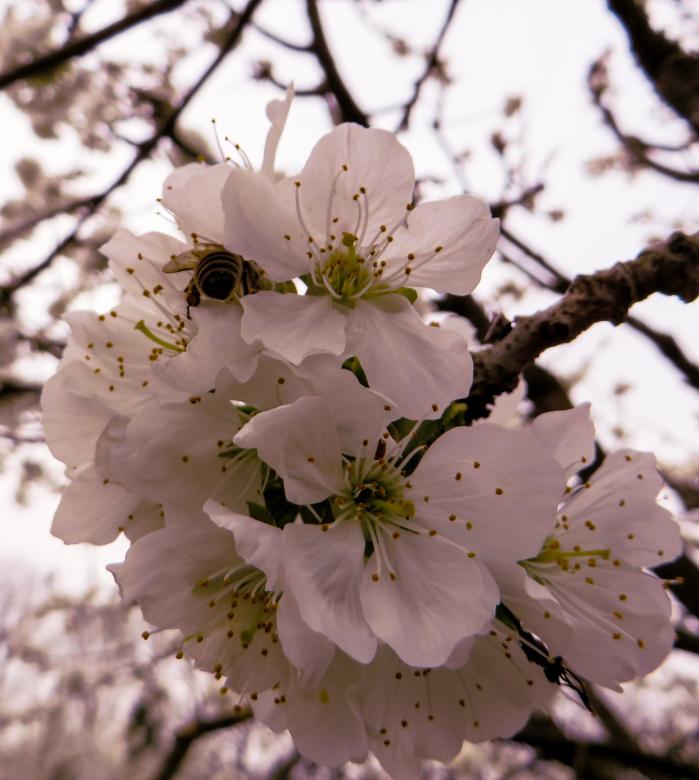 Free stock image of Spring Awakening created by Pixabay